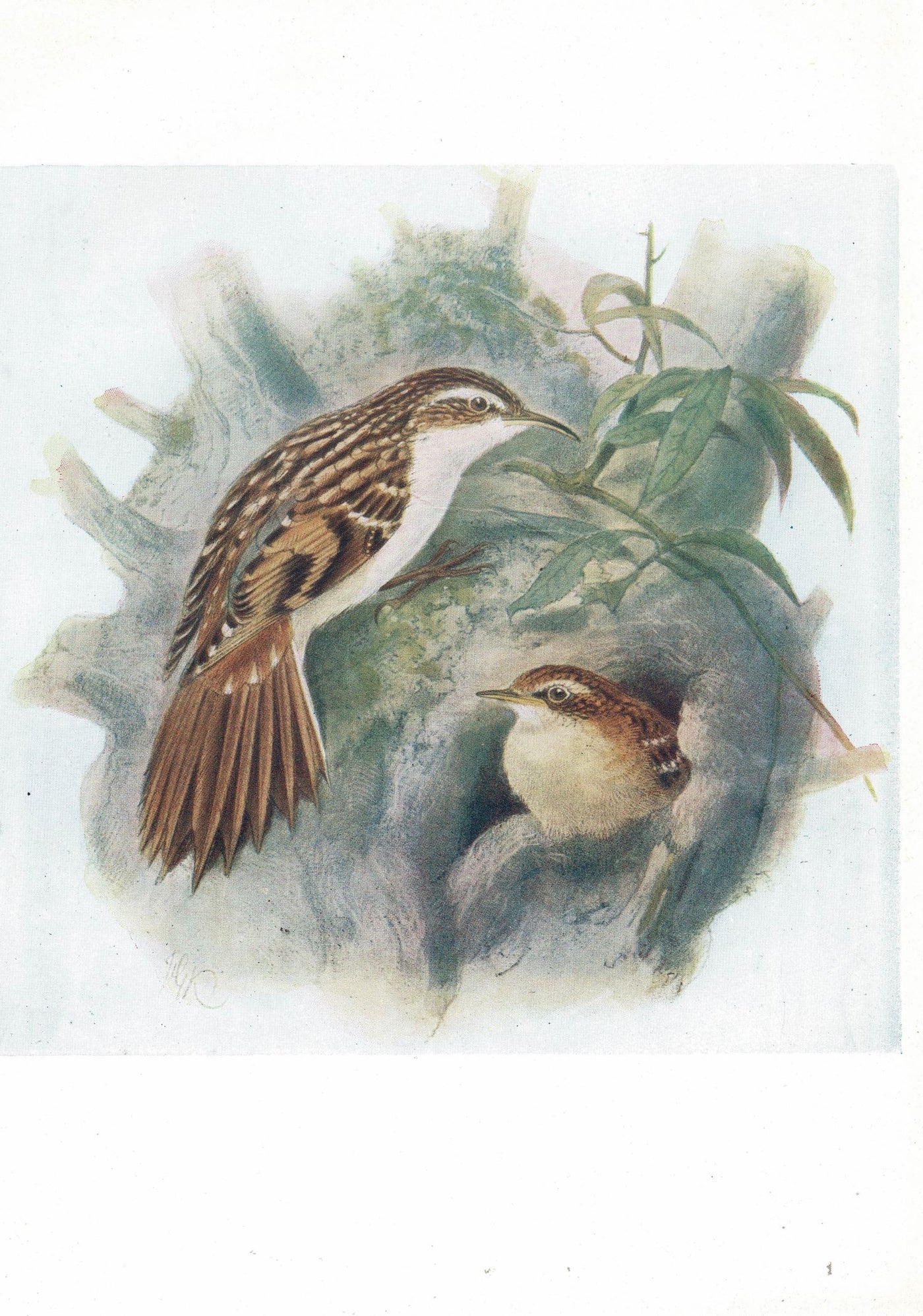 Tree-Creeper, Birds of Britain, 1907