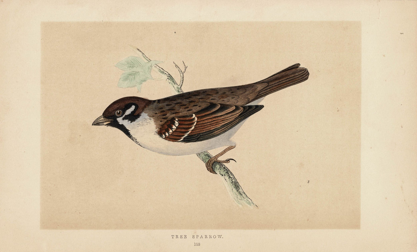Tree Sparrow antique print published 1870
