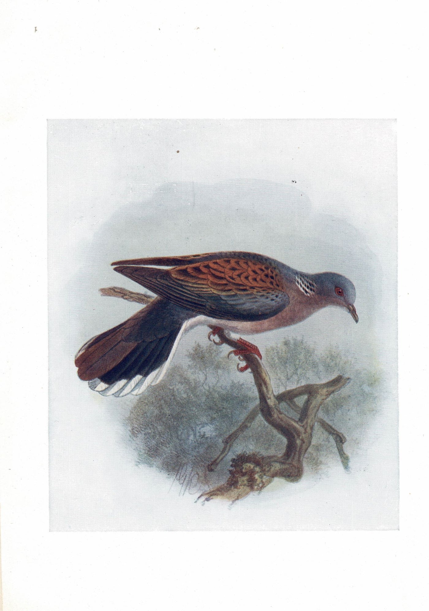 Turtle Dove antique print 1907