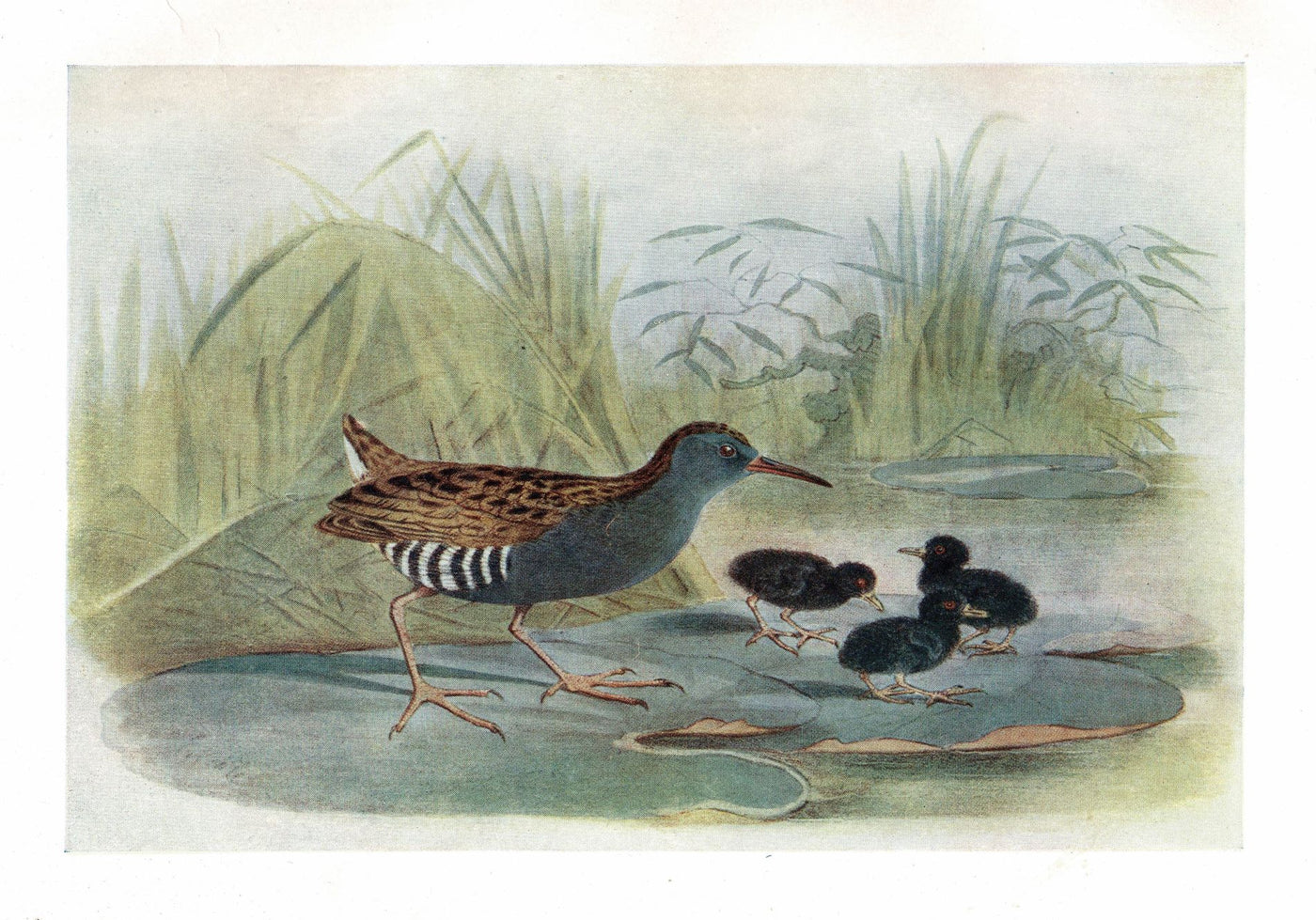 Water rail antique print published 1907