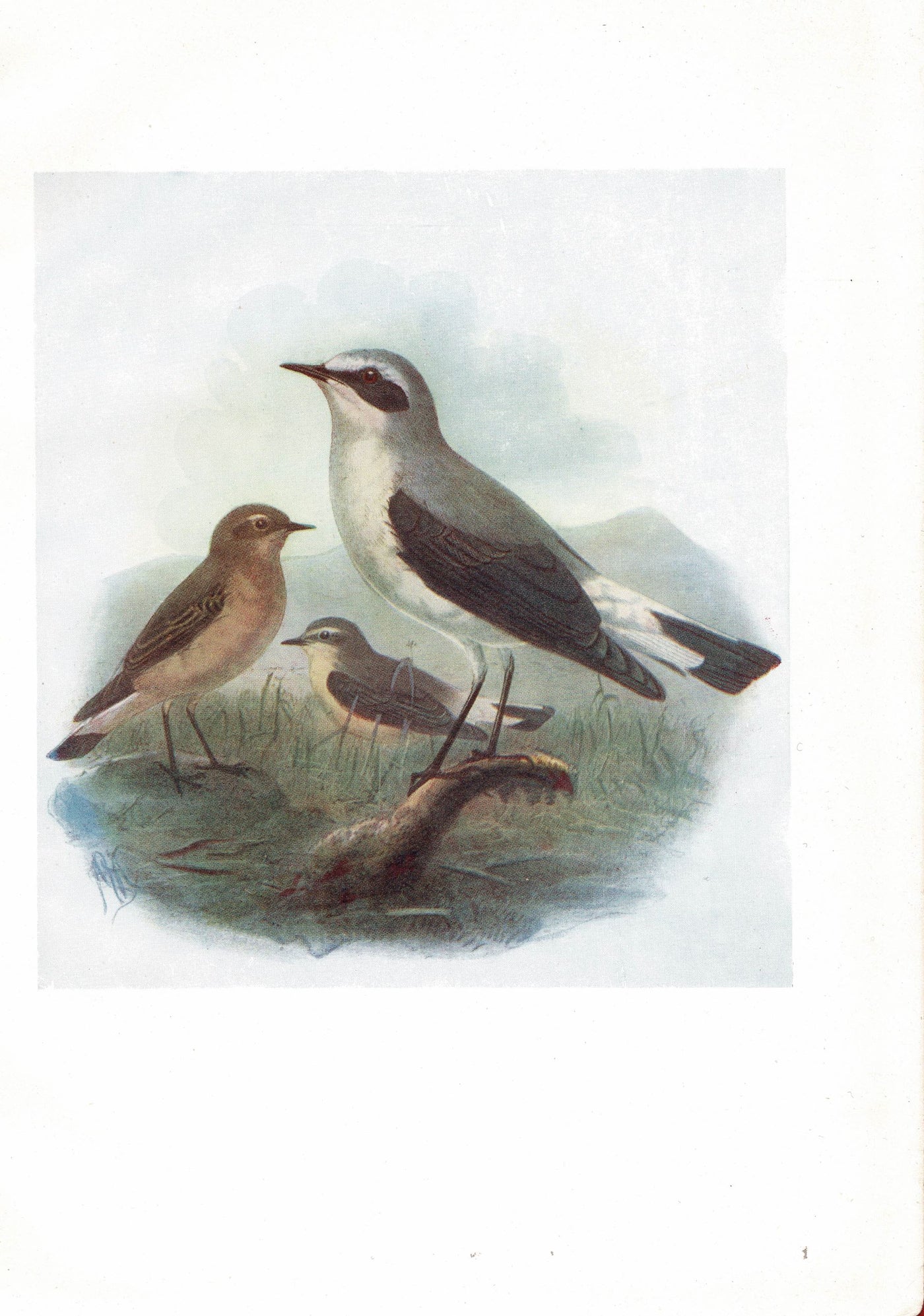 Wheatear, Birds of Britain, 1907