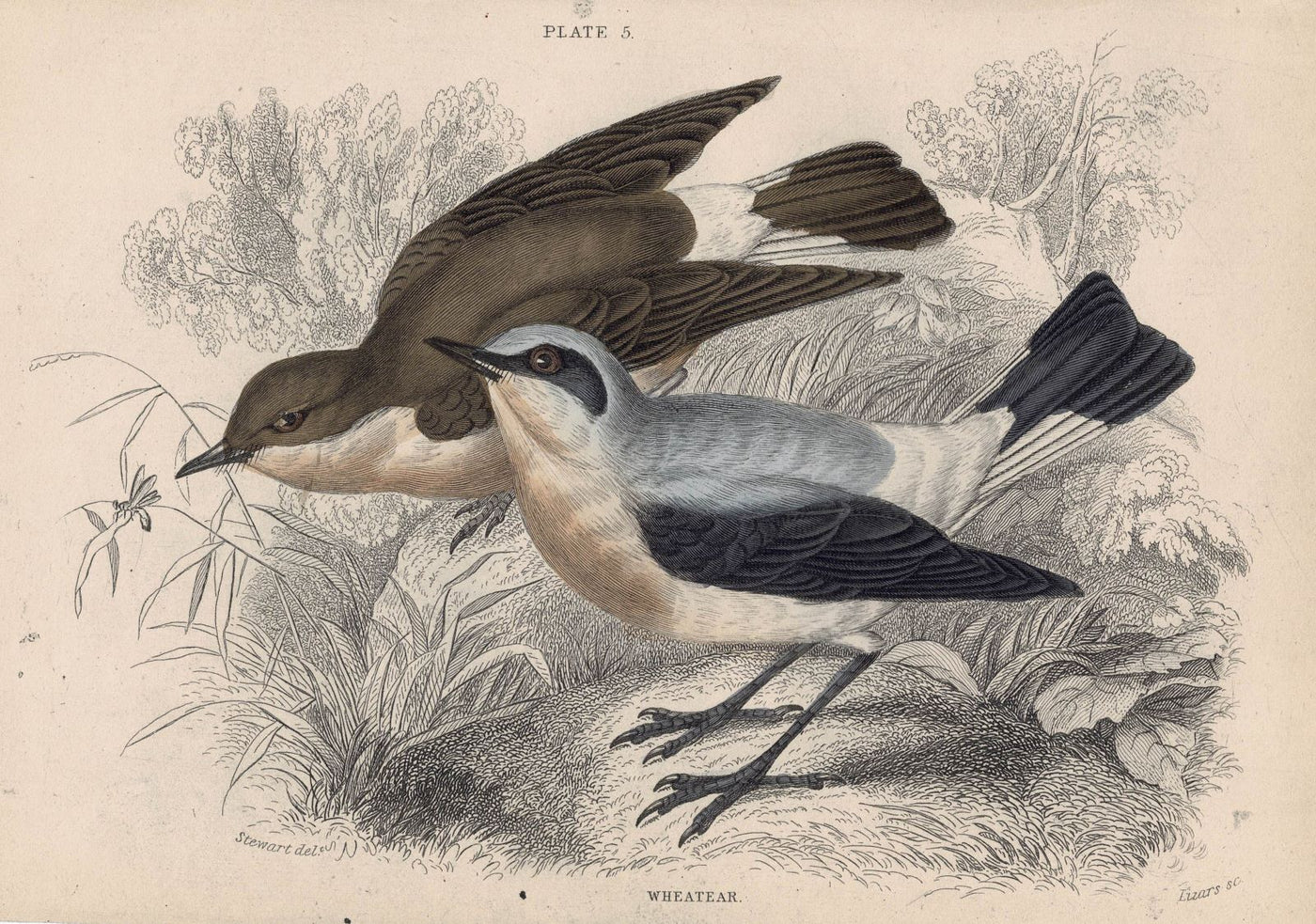 Wheatear antique print published 1866