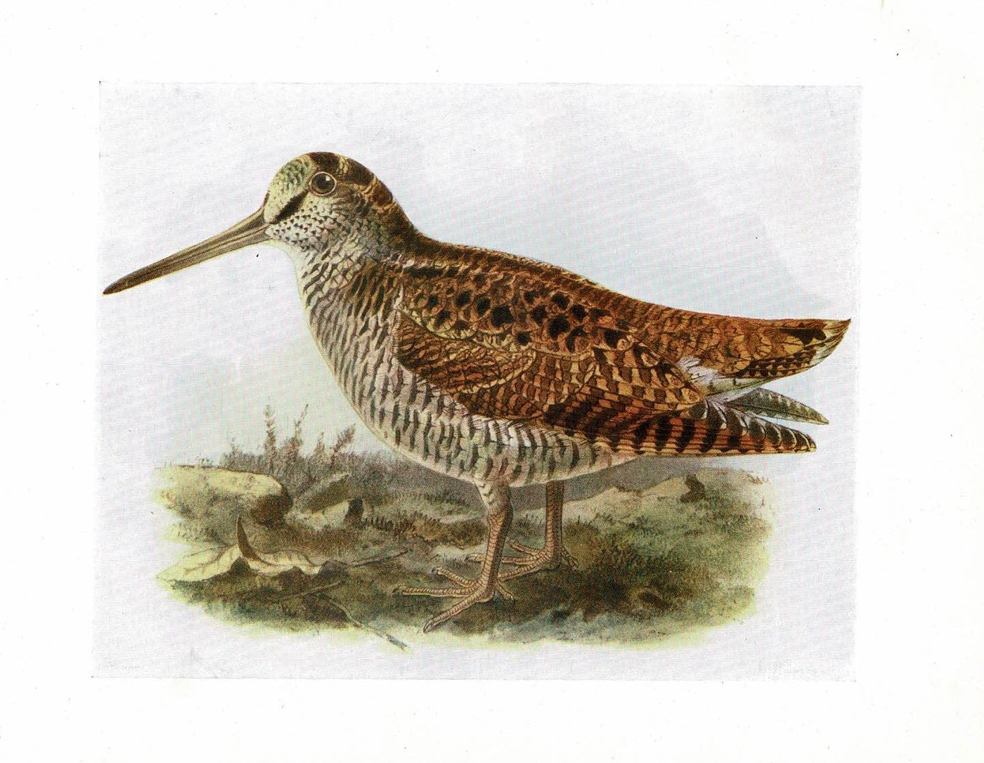 woodcock (Scolopax rusticula) antique print published in 1907