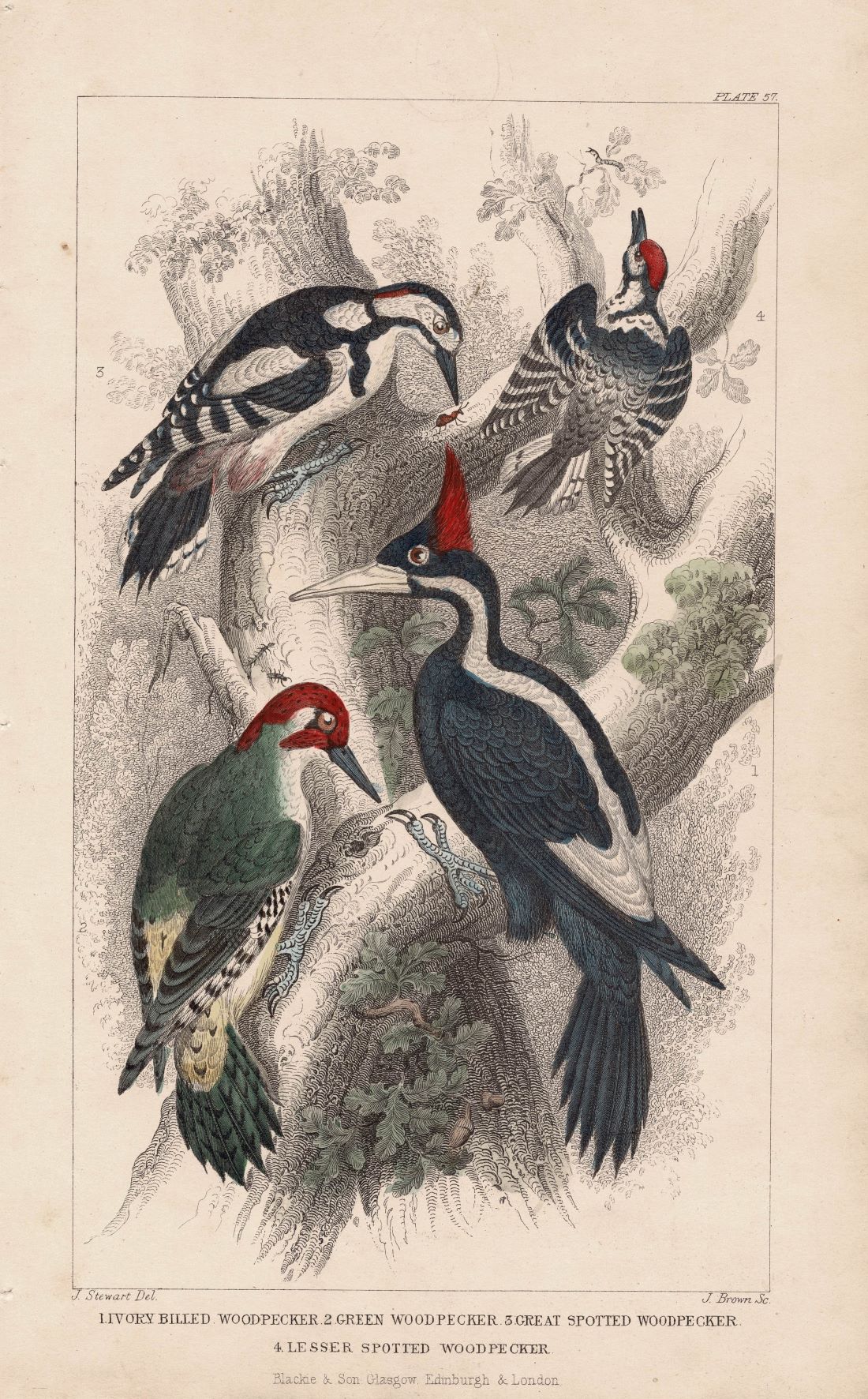 Woodpeckers, antique print published 1862