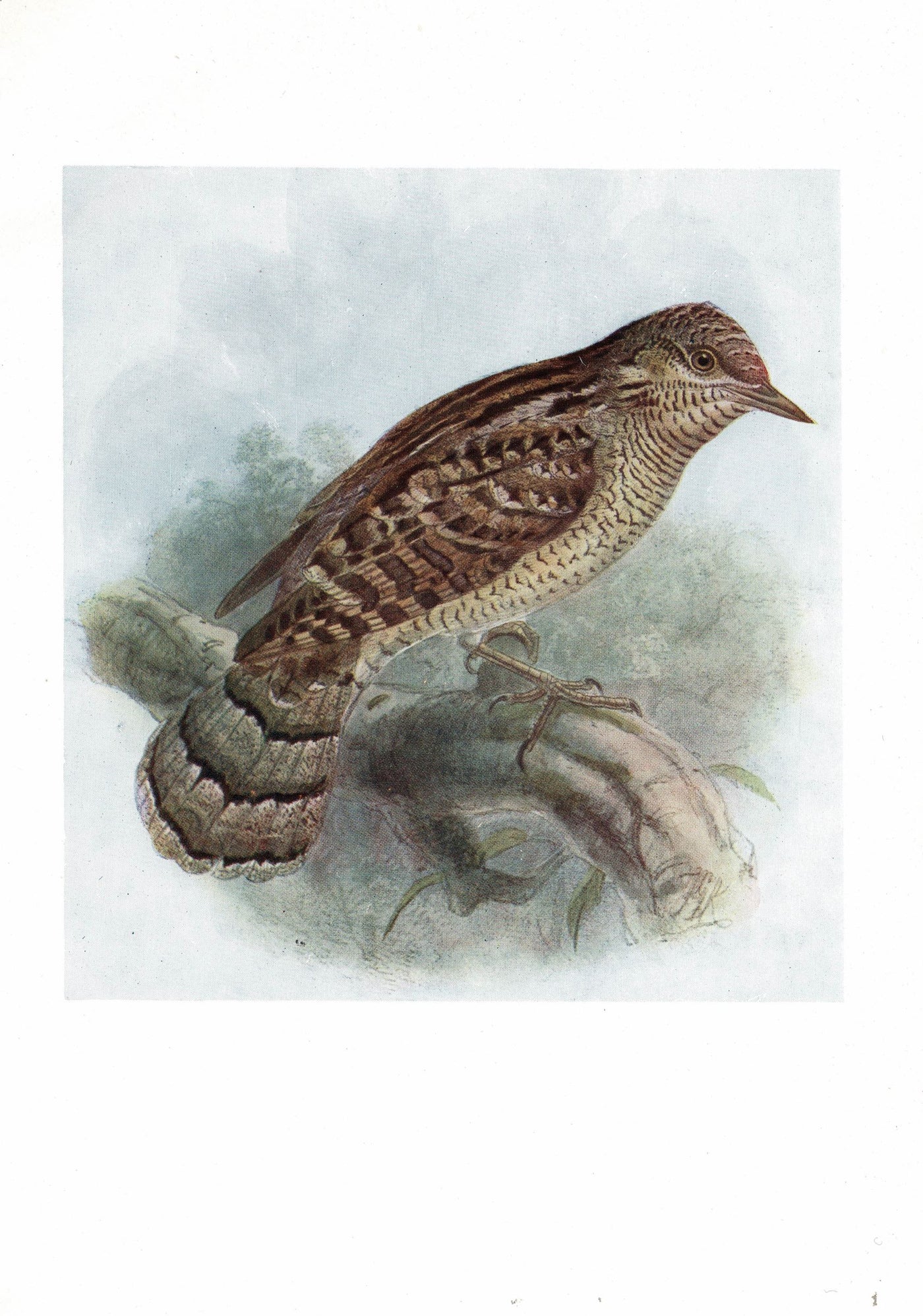 Wryneck, Birds of Britain, 1907