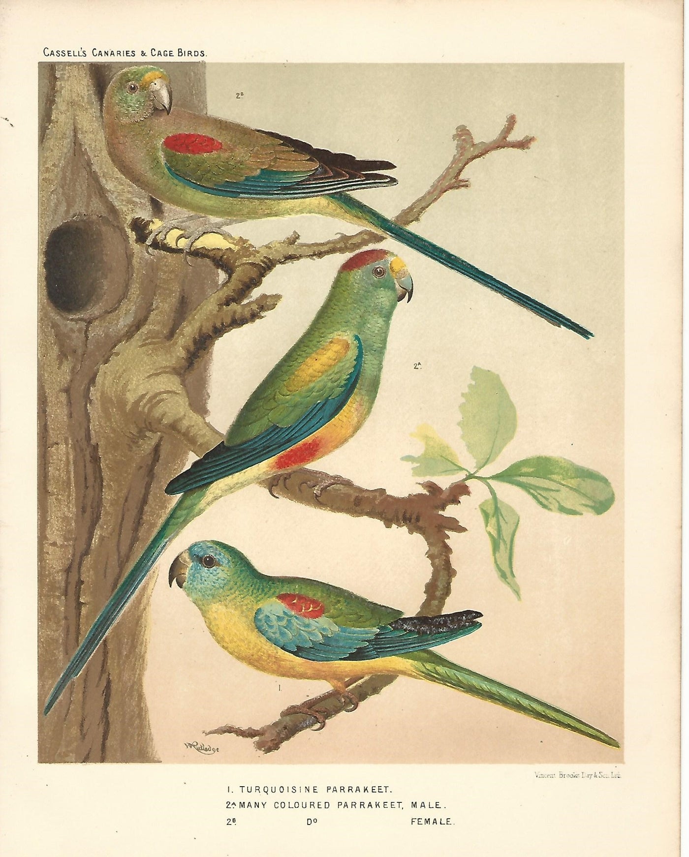 Parakeets Turquoisine Parakeet many Coloured Parakeet Parrots antique print 1878