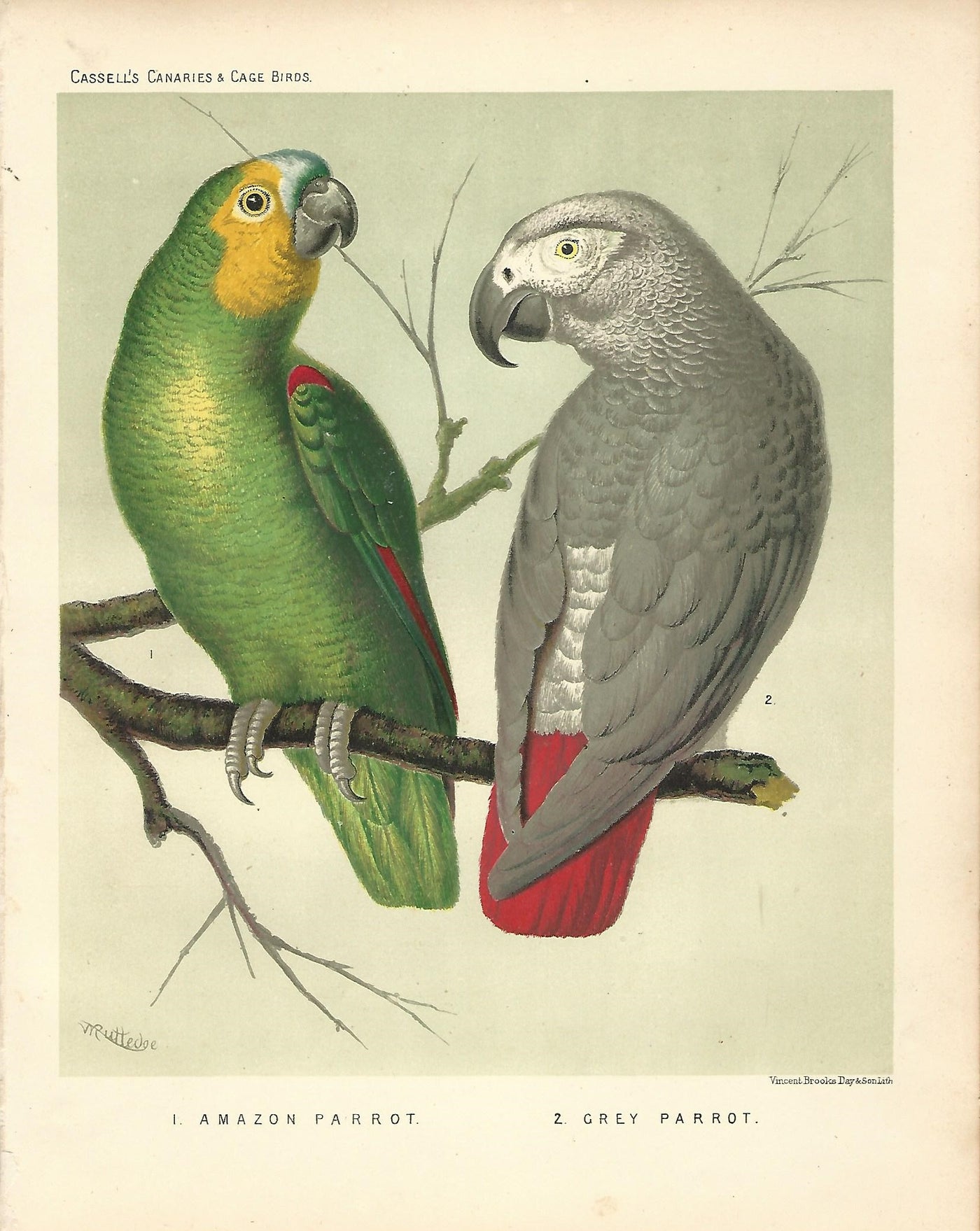 Parrots Amazon Parrot Grey Parrot antique print published 1878