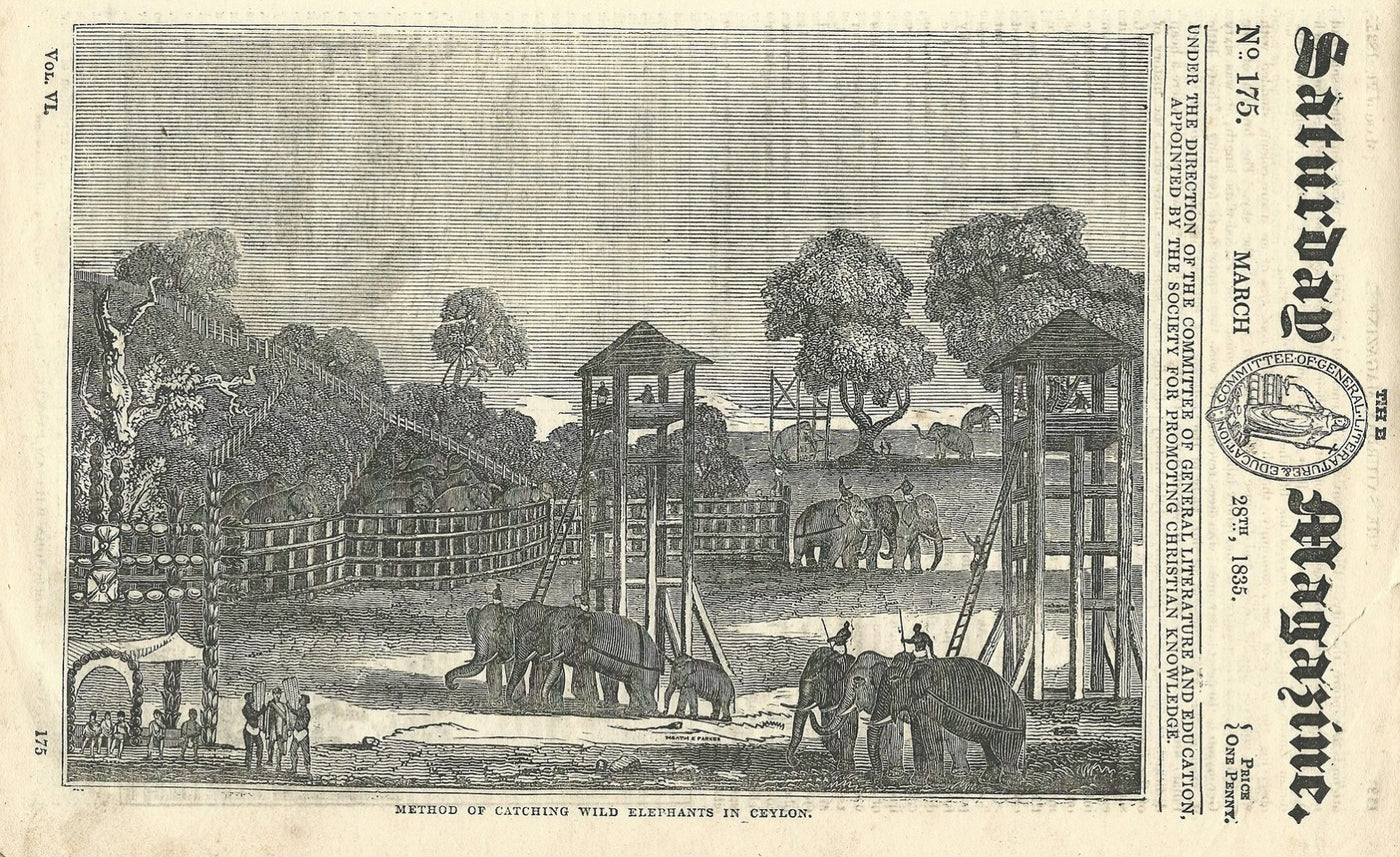 Ceylon Sri Lanka catching wild elephants antique print 1835