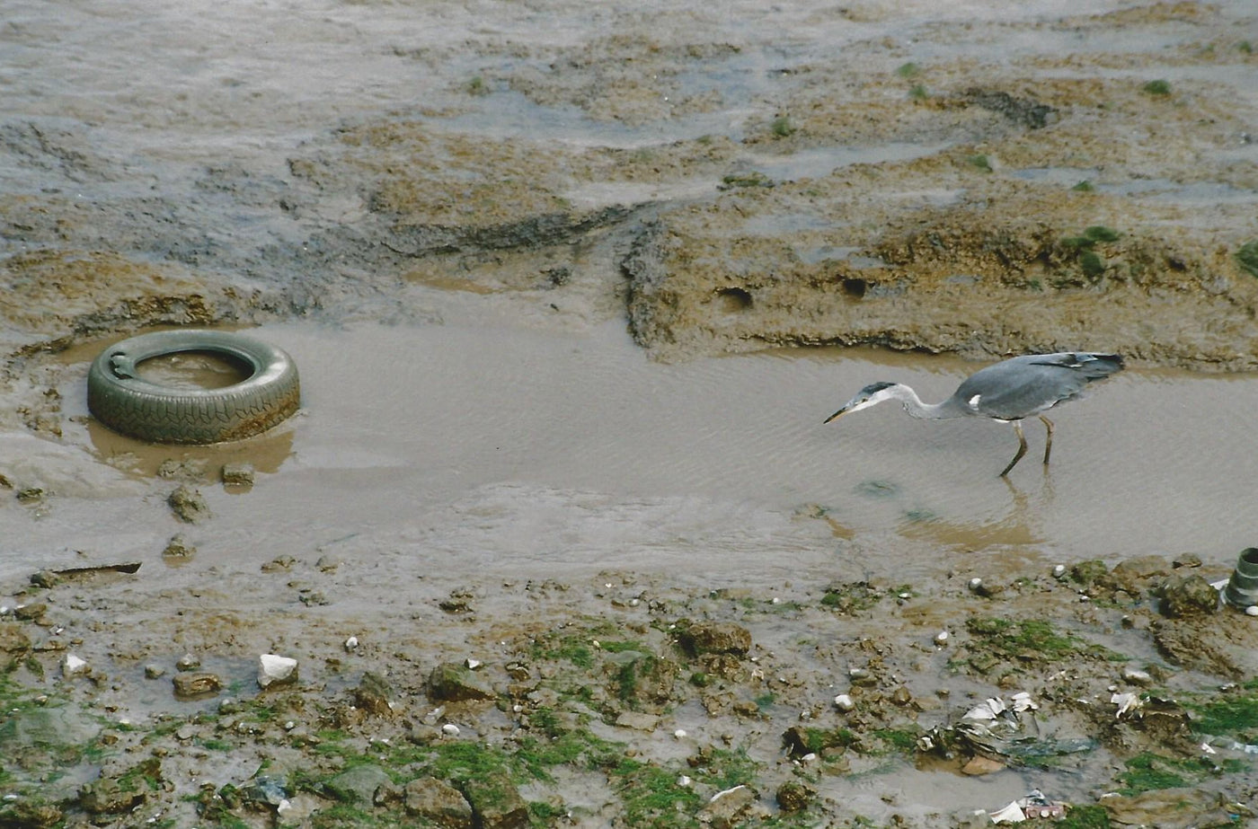 Heron and tyre photographed at East India Docks