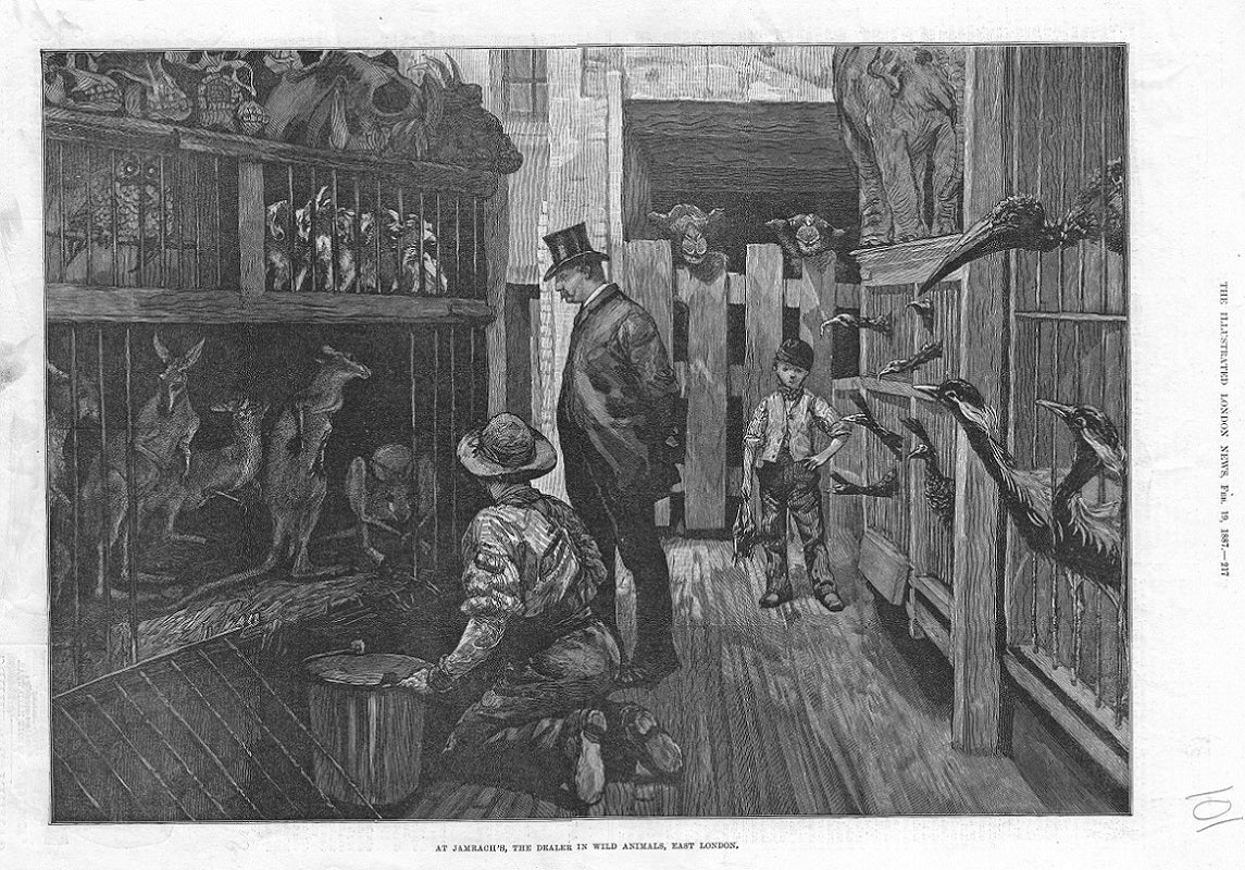 Jamrach's Wild Beast Emporium Wapping antique print 1887