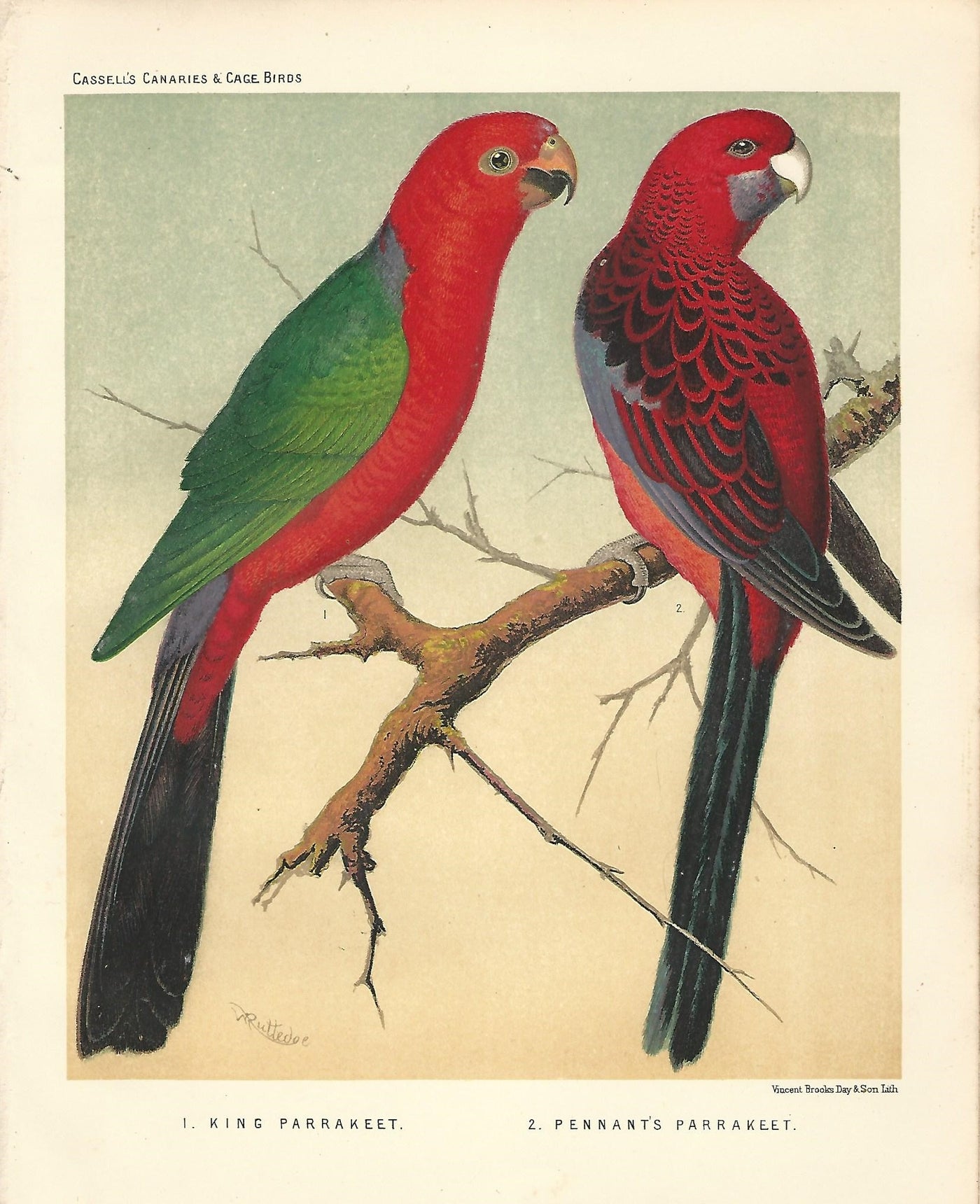 Parakeets. King Parakeet and Pennants Parakeet antique print 1878