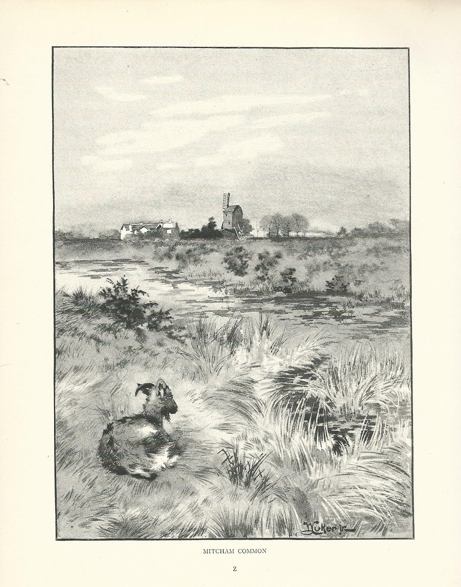 Mitcham Common antique print published 1893