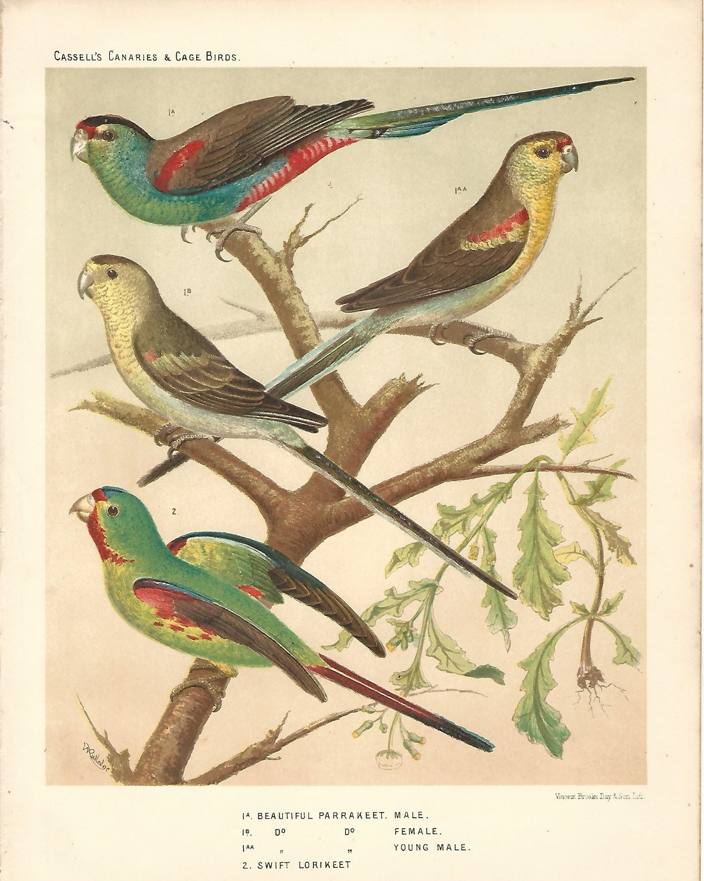 Parakeet Lorikeet Parrots antique print