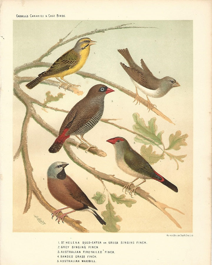 Finches antique print published 1878