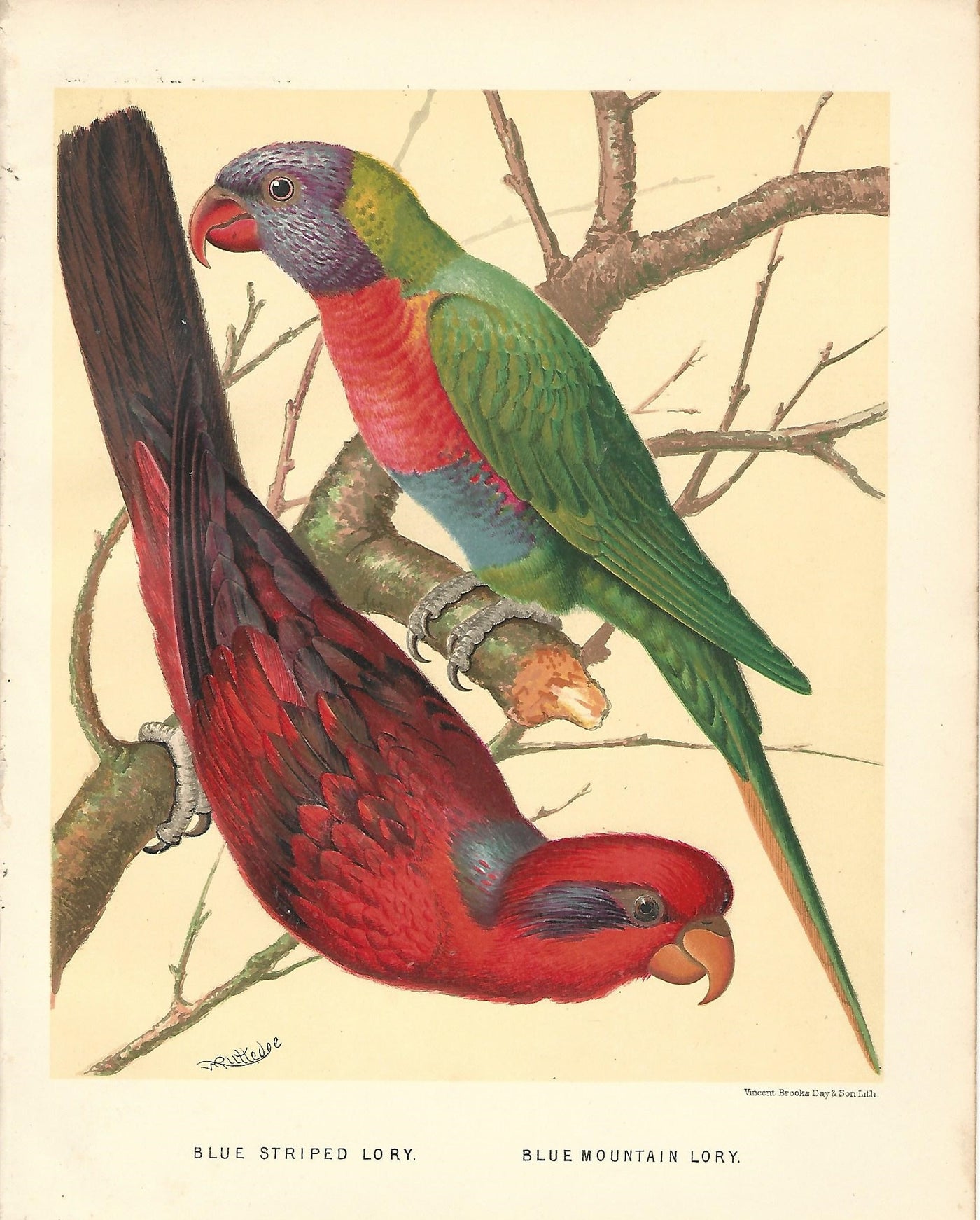 Lory. Blue striped lory  and blue mountain lory antique print 1878
