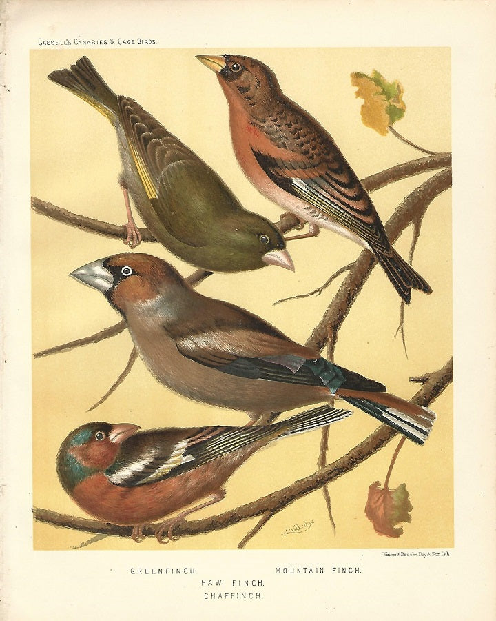 Finches antique print published in 1878
