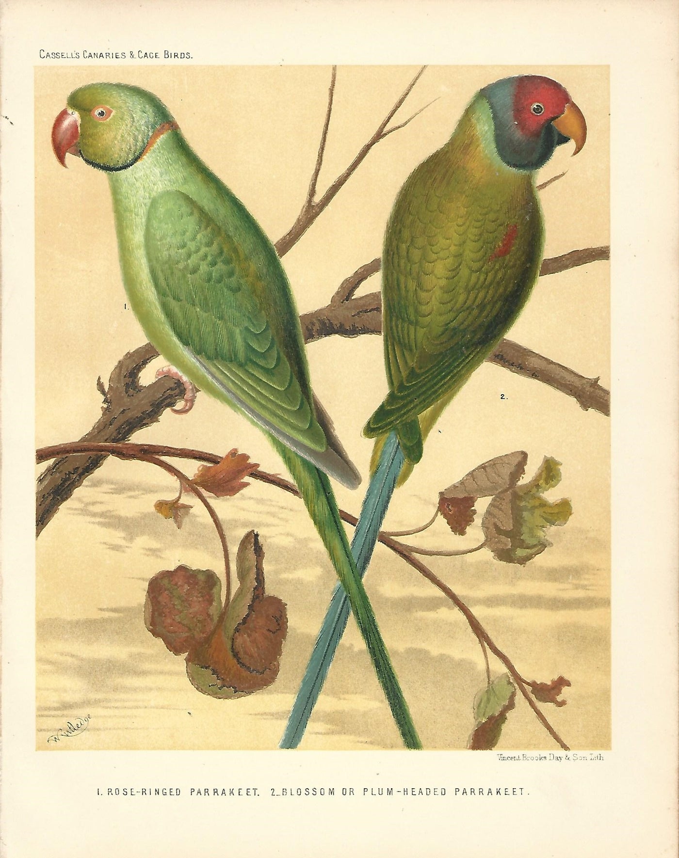 Parakeets Rose Ringed Parakeet Blossom Parakeet antique print