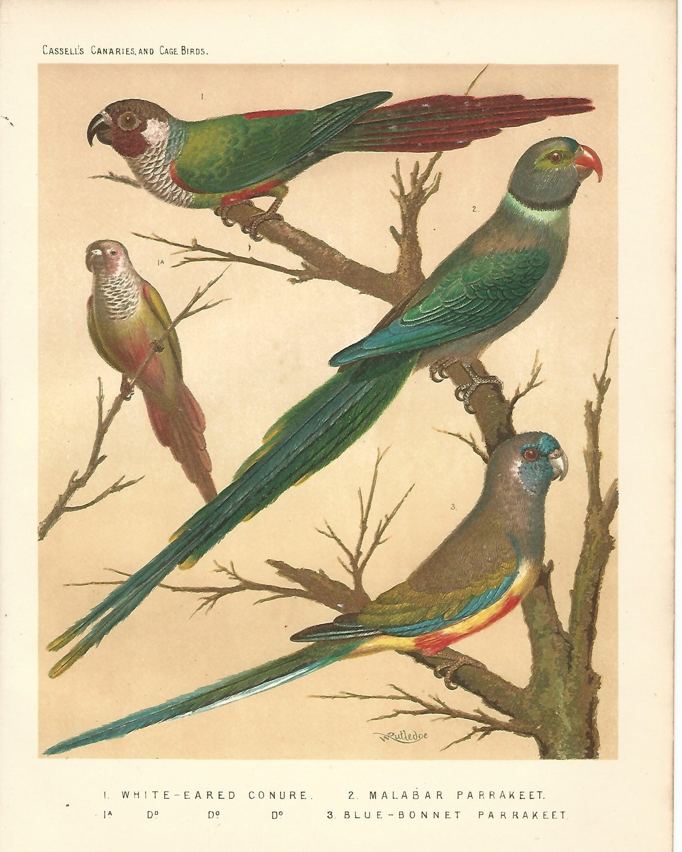 White Eared Conure Malabar Parakeet Blue Bonnet Parakeet antique print