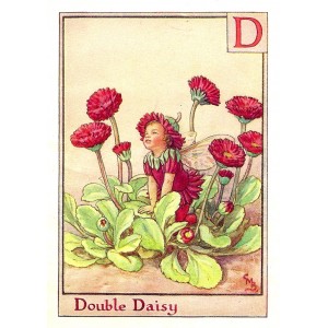 Double Daisy Flower Fairy vintage print