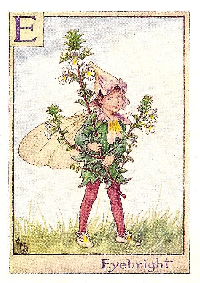 Eyebright original vintage Flower Fairy print