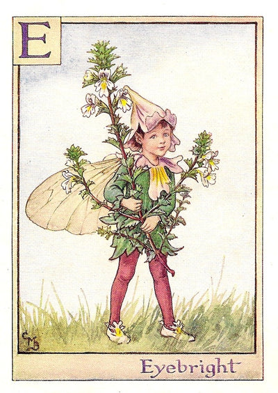Eyebright original Flower Fairy vintage print