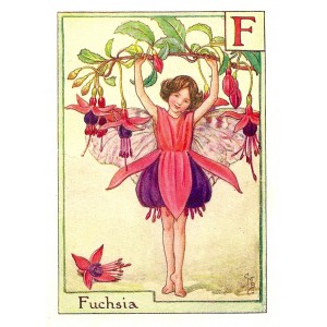 Fuchsia Flower Fairy guaranteed original vintage print