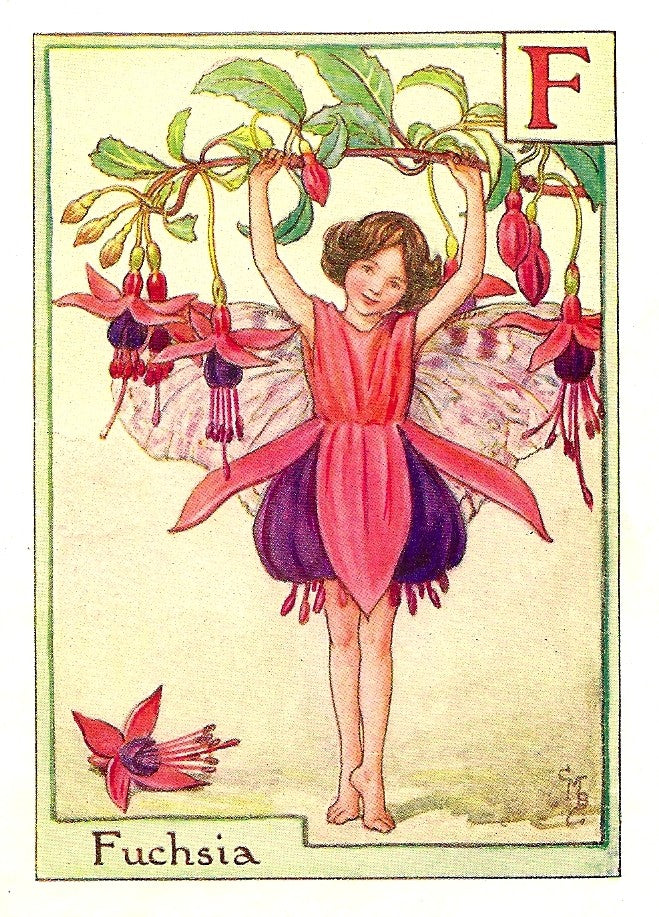 Fuchsia Flower Fairy guaranteed original vintage print