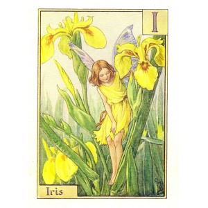 Iris Flower Fairy guaranteed vintage print for sale