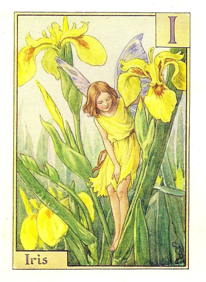 Iris Flower Fairy guaranteed vintage print for sale