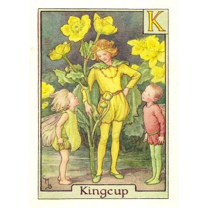 Kingcup Flower Fairy vintage print for sale