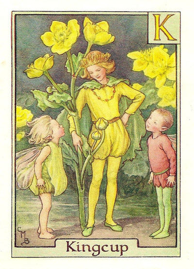Kingcup Flower Fairy vintage print for sale