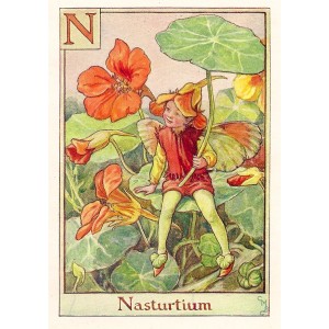 Nasturtium Flower Fairy vintage print for sale