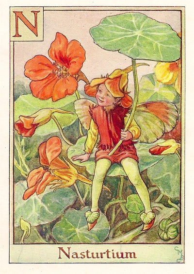 Nasturtium Flower Fairy vintage print for sale