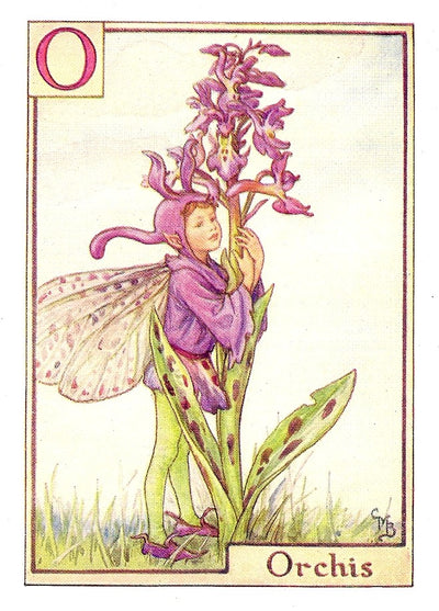 Orchis Alphabet Flower Fairy guaranteed vintage print