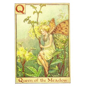 Queen of the Meadow Alphabet Flower Fairy guaranteed vintage print