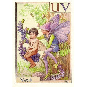 Vetch Flower Fairy vintage print