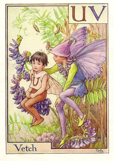 Vetch Flower Fairy vintage print