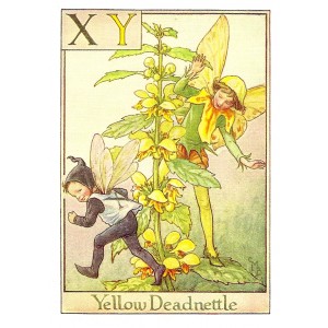 Yellow Deadnettle Flower Fairy vintage print