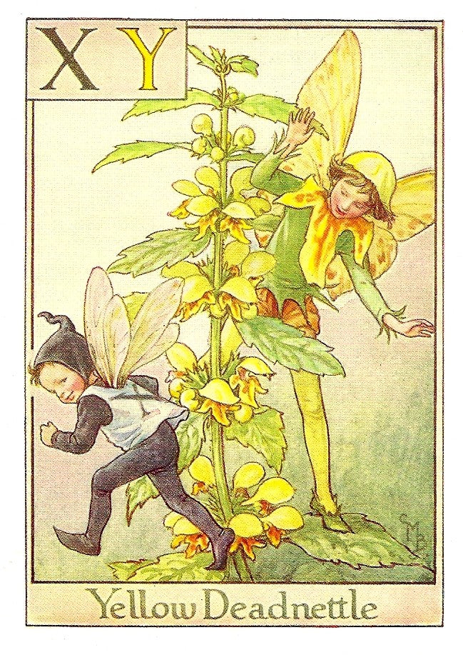 Yellow Deadnettle Flower Fairy vintage print