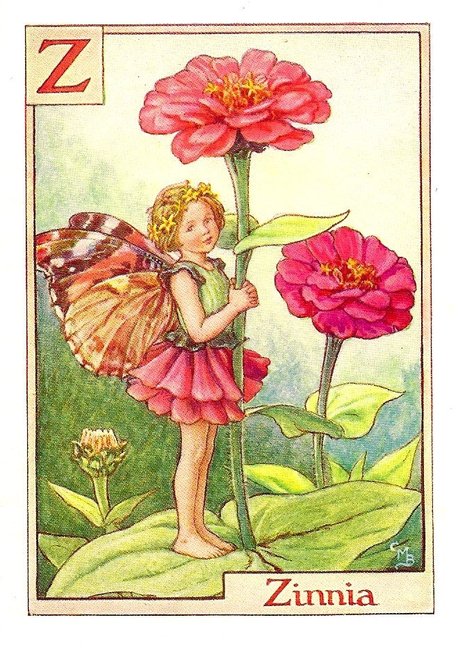 Zinnia Flower Fairy vintage print