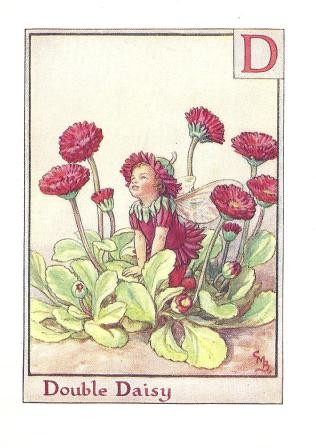 Double Daisy flower fairy vintage print