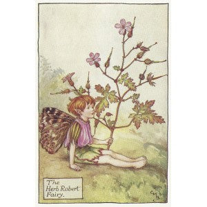 Herb Robert Flower Fairy guaranteed original vintage print for sale