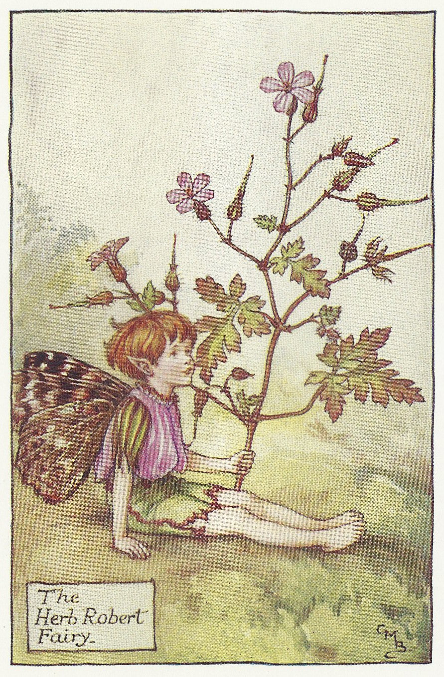 Herb Robert Flower Fairy guaranteed original vintage print for sale