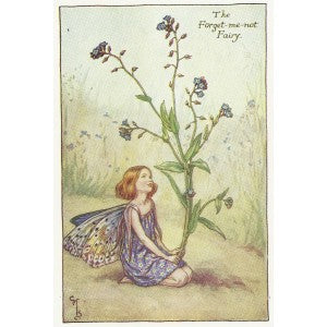Flowers Forget-me-not Fairy original old print