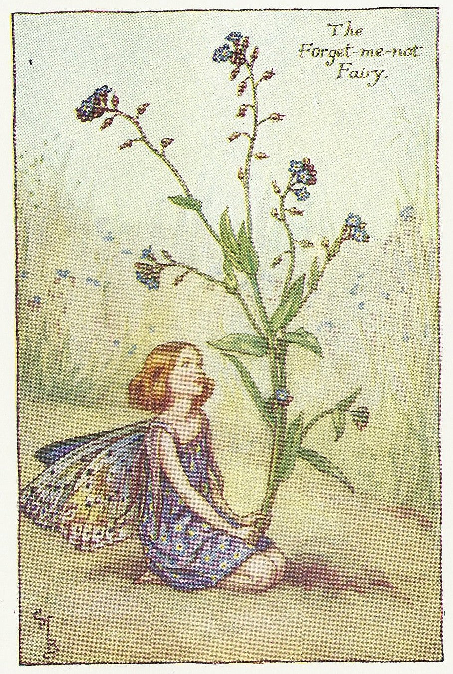Flowers Forget-me-not Fairy original old print