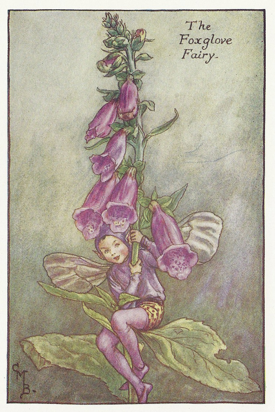 Flowers Foxglove Fairy original vintage old print