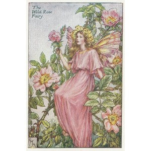 Roses Wild Rose Fairy old vintage print for sale