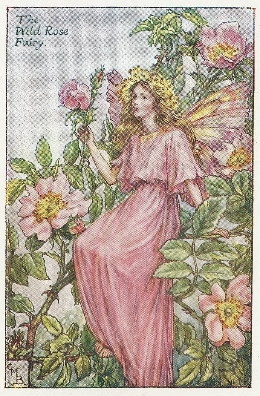 Wild Rose Fairy vintage print for sale