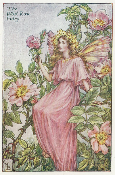 Roses Wild Rose Fairy old vintage print for sale