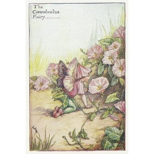 Weeds Convolvulus Fairy old print for sale